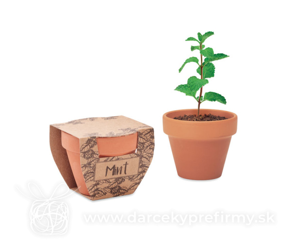 MINT POT - Semínka máty v kvetináčku
