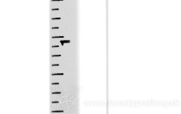 Obrázok kategórie BAPAL - Batoh s vonkajším vreckom